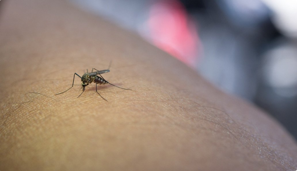 Como evitar a proliferação do Aedes aegypti