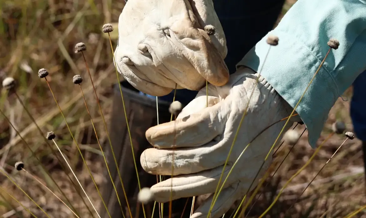 Brasil enviará 10 toneladas de arroz à Colômbia