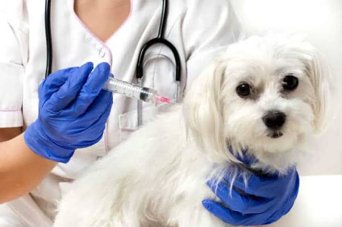 Campanha de vacinação animal começa em Manaus